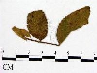 登錄號:F0019268藏品圖，第1張