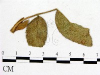 登錄號:F0019268藏品圖，第3張