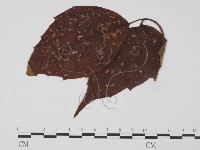 登錄號:F0019269藏品圖，第1張