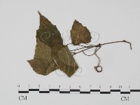 登錄號:F0019270藏品圖，第1張