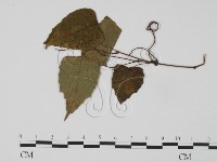 登錄號:F0019270藏品圖，第3張
