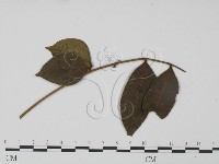 登錄號:F0019272藏品圖，第1張