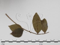 登錄號:F0019272藏品圖，第3張