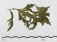 登錄號:F0019273藏品圖，第1張