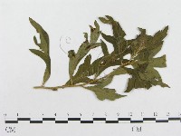 登錄號:F0019273藏品圖，第4張