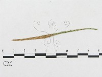登錄號:F0019274藏品圖，第1張