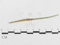 登錄號:F0019274藏品圖，第4張