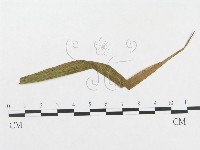 登錄號:F0019275藏品圖，第1張