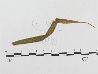 登錄號:F0019275藏品圖，第4張