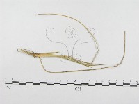 登錄號:F0019276藏品圖，第1張