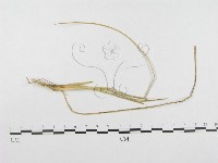 登錄號:F0019276藏品圖，第4張