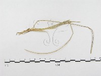 登錄號:F0019276藏品圖，第5張