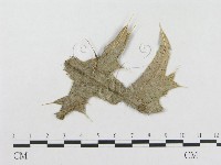 登錄號:F0019279藏品圖，第1張