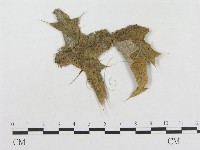 登錄號:F0019279藏品圖，第4張