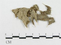 登錄號:F0019280藏品圖，第1張