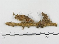 登錄號:F0019281藏品圖，第1張