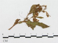 登錄號:F0019282藏品圖，第1張