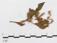 登錄號:F0019282藏品圖，第4張