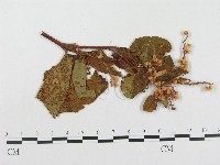 登錄號:F0019283藏品圖，第1張
