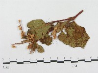 登錄號:F0019283藏品圖，第4張