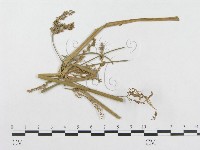 登錄號:F0019284藏品圖，第1張