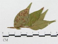 登錄號:F0019286藏品圖，第1張