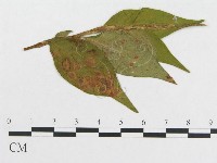 登錄號:F0019286藏品圖，第4張