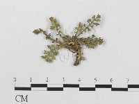 登錄號:F0019288藏品圖，第1張