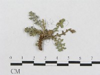 登錄號:F0019288藏品圖，第4張