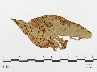 登錄號:F0019290藏品圖，第1張