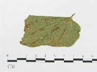 登錄號:F0019291藏品圖，第1張