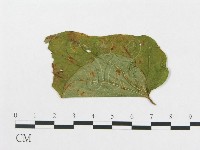 登錄號:F0019291藏品圖，第4張