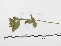 登錄號:F0019293藏品圖，第1張