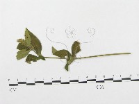 登錄號:F0019293藏品圖，第4張