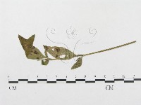 登錄號:F0019294藏品圖，第1張