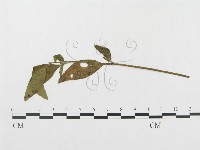 登錄號:F0019294藏品圖，第4張