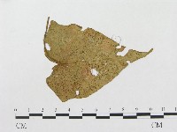 登錄號:F0019295藏品圖，第1張