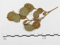 登錄號:F0019296藏品圖，第4張