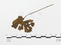 登錄號:F0019297藏品圖，第1張