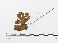 登錄號:F0019297藏品圖，第4張