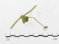 登錄號:F0019299藏品圖，第1張