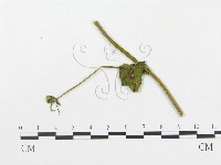 登錄號:F0019299藏品圖，第4張