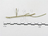 登錄號:F0019301藏品圖，第1張