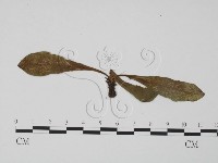 登錄號:F0019302藏品圖，第1張