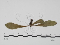 登錄號:F0019302藏品圖，第3張