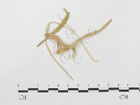 登錄號:F0019303藏品圖，第1張