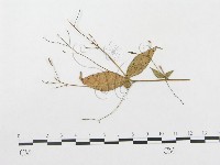 登錄號:F0019308藏品圖，第1張