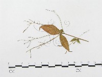 登錄號:F0019308藏品圖，第4張