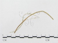 登錄號:F0019311藏品圖，第1張