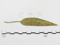 登錄號:F0019312藏品圖，第4張